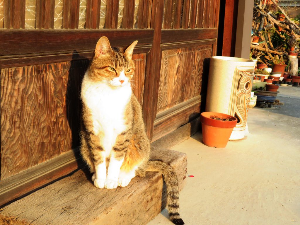 ねこ、風太 毛づくろい