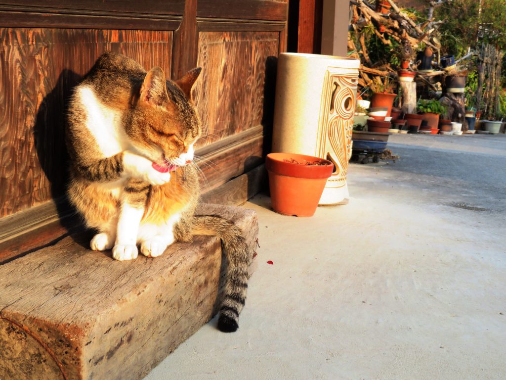 ねこ、風太 毛づくろい