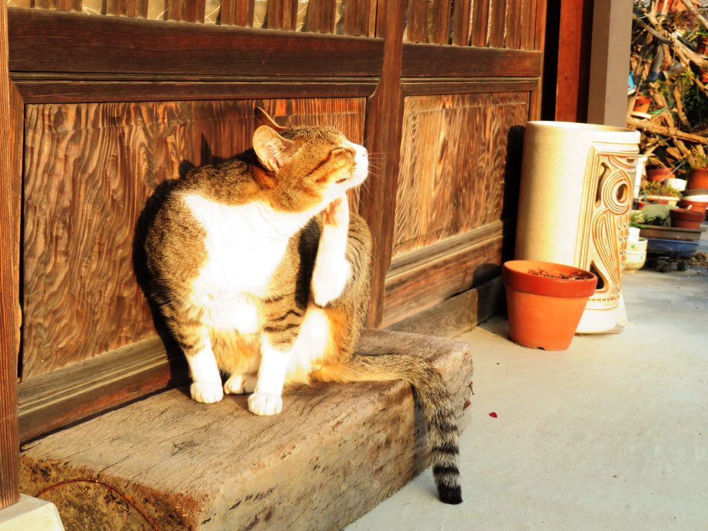 ねこ、風太 毛づくろい