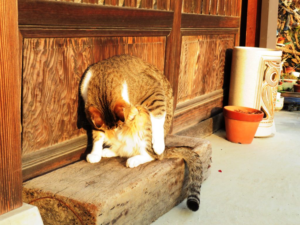 ねこ、風太 毛づくろい