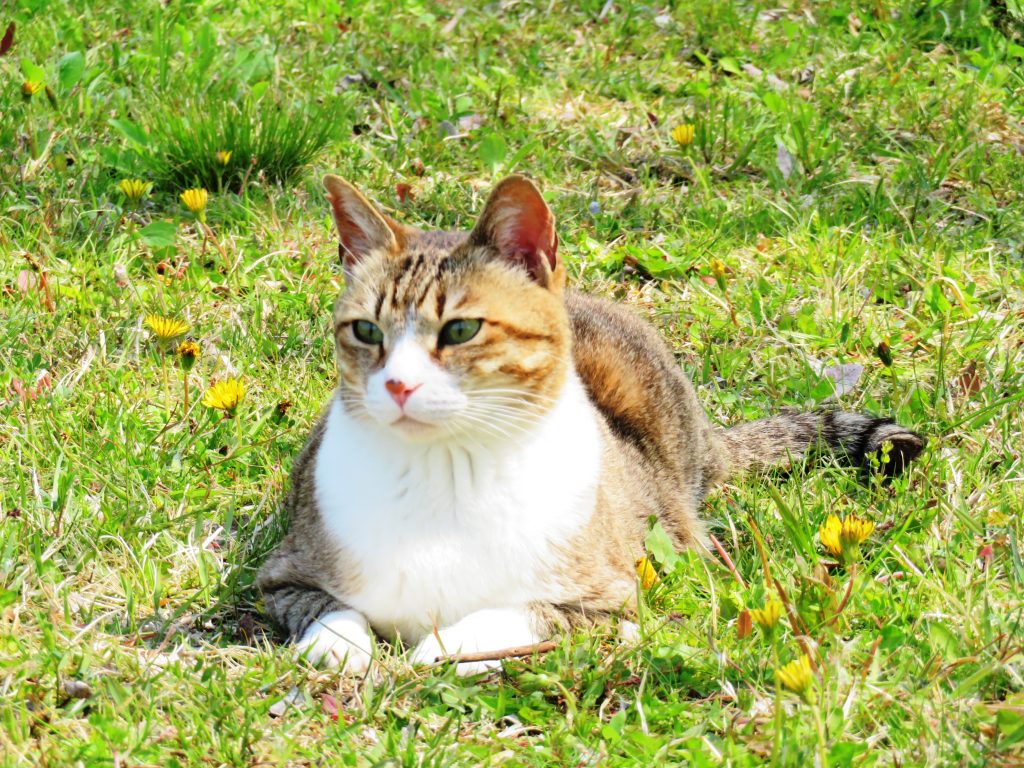 ねこ、風太 ひなたぼっこ