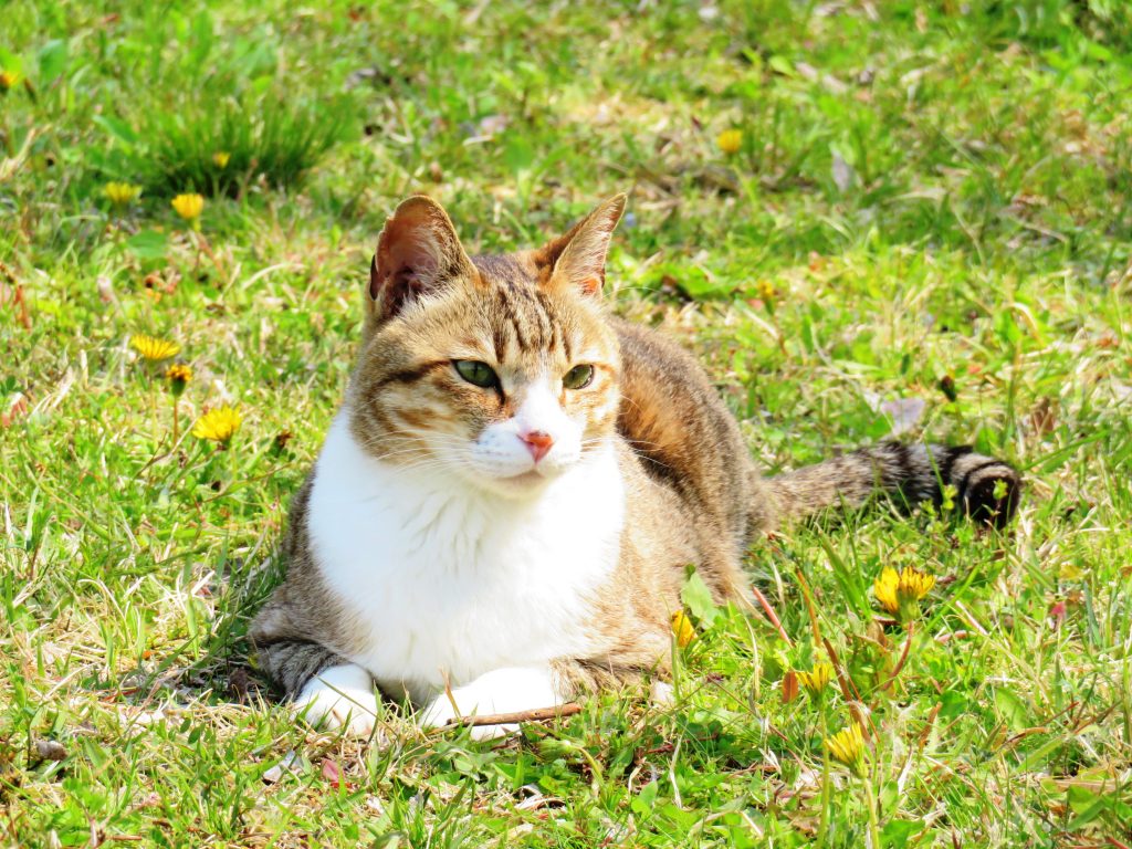 ねこ、風太 ひなたぼっこ