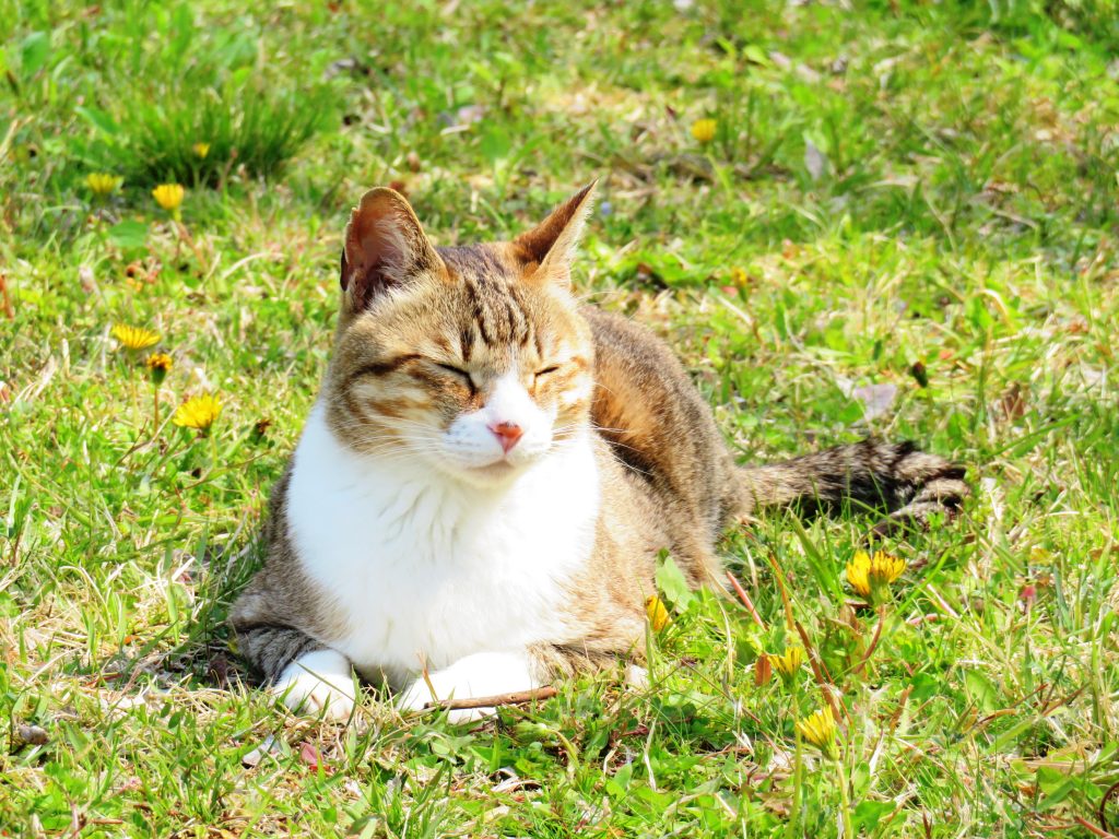 ねこ、風太 ひなたぼっこ