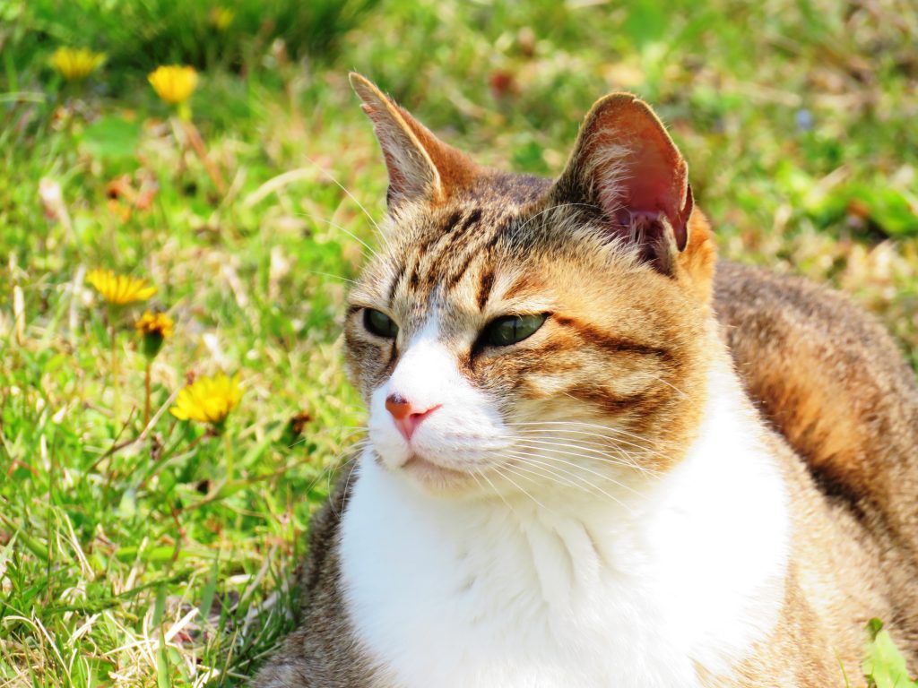 ねこ、風太 ひなたぼっこ