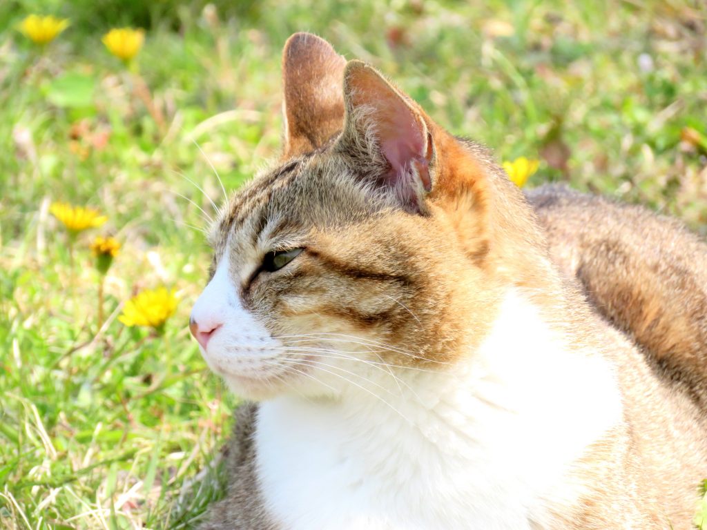 ねこ、風太 ひなたぼっこ