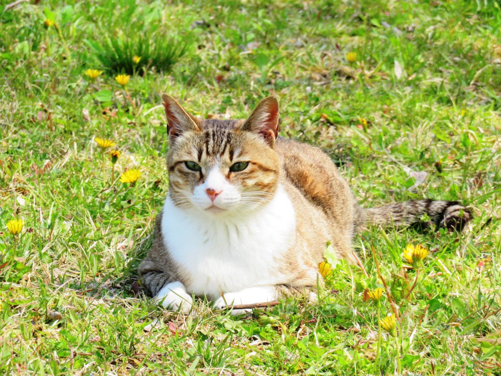 ねこ、風太 ひなたぼっこ