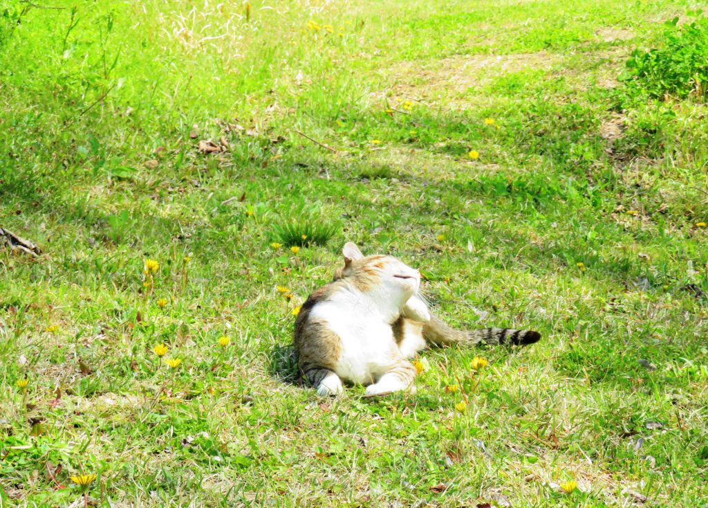 ねこ、風太 ひなたぼっこ