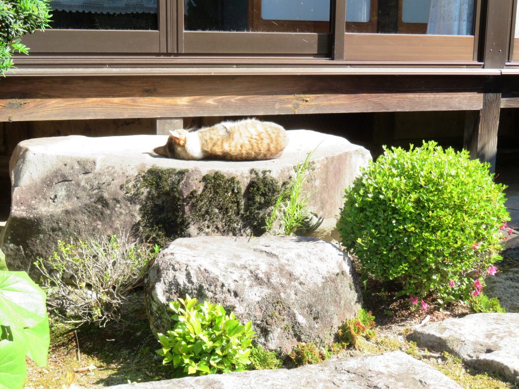 ねこ、風太 ひなたぼっこ