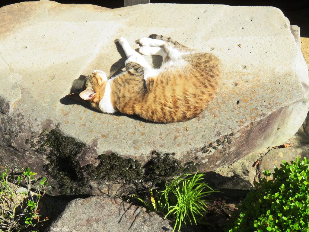 ねこ、風太 ひなたぼっこ