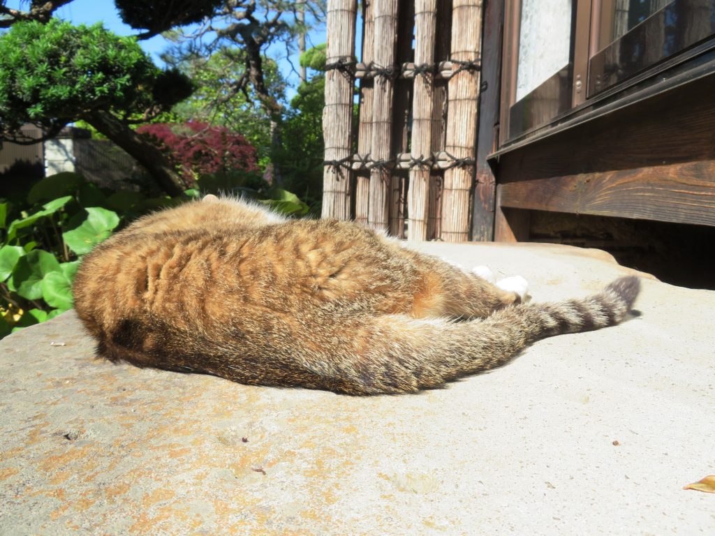 ねこ、風太 ひなたぼっこ