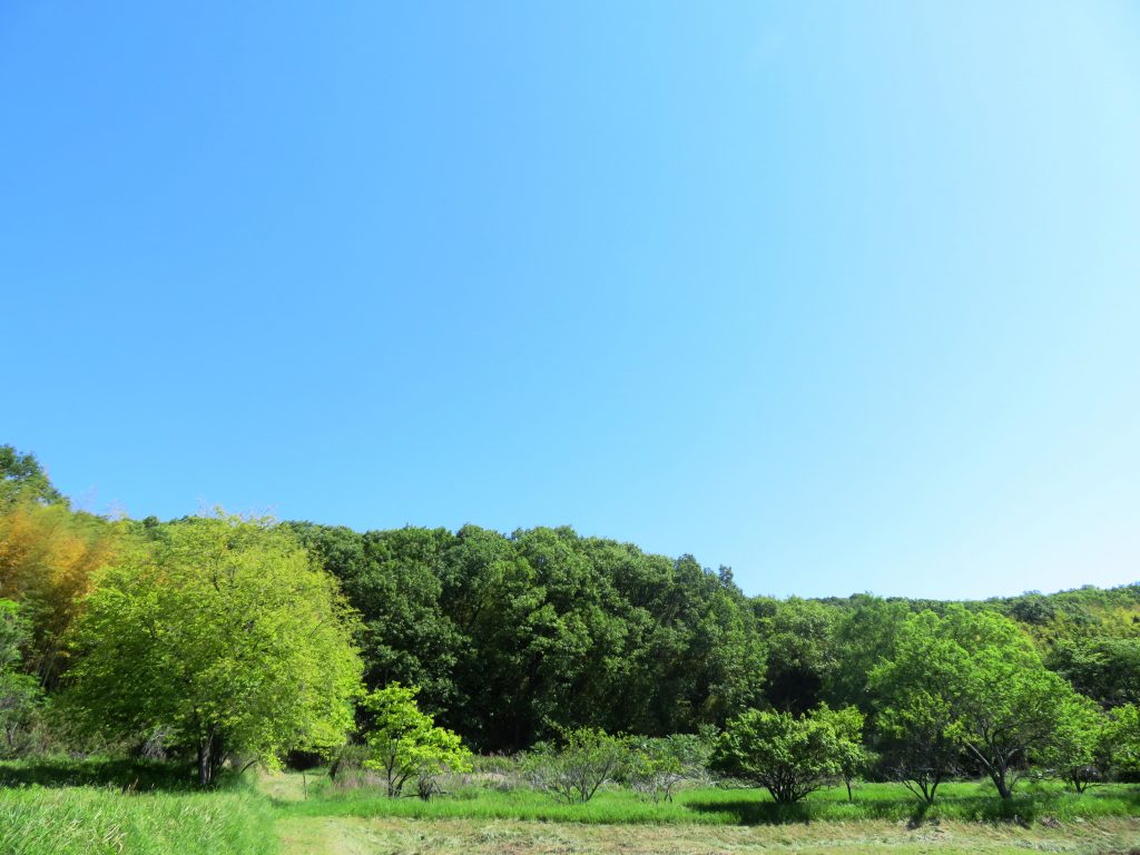 新緑の柿の木