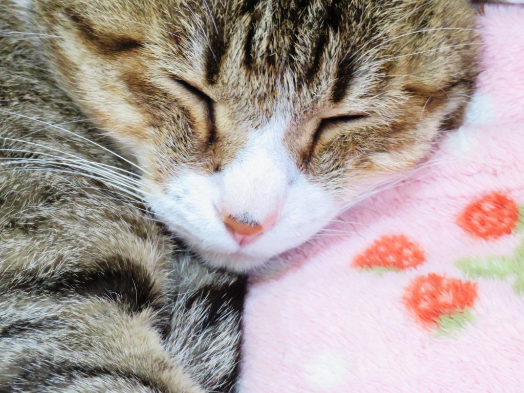 ねこ、風太 ゴロゴロ