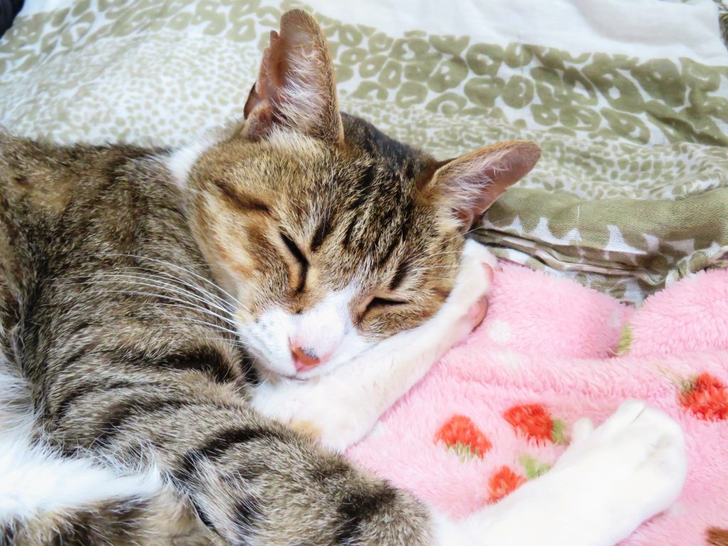 ねこ、風太 ゴロゴロ