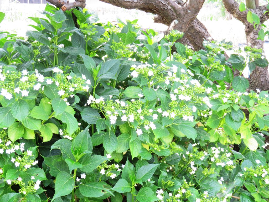 ガクアジサイ(額紫陽花)