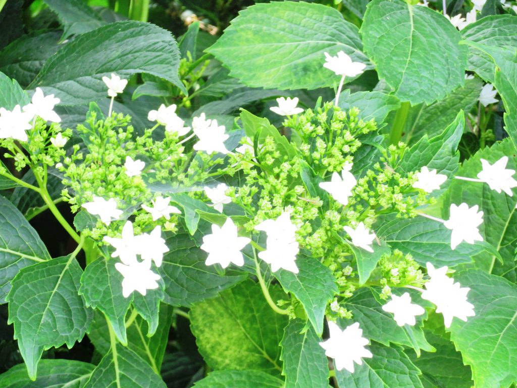 ガクアジサイ(額紫陽花)