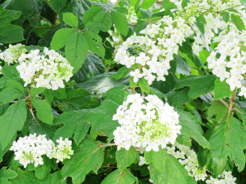 カシワバアジサイ(柏葉紫陽花)