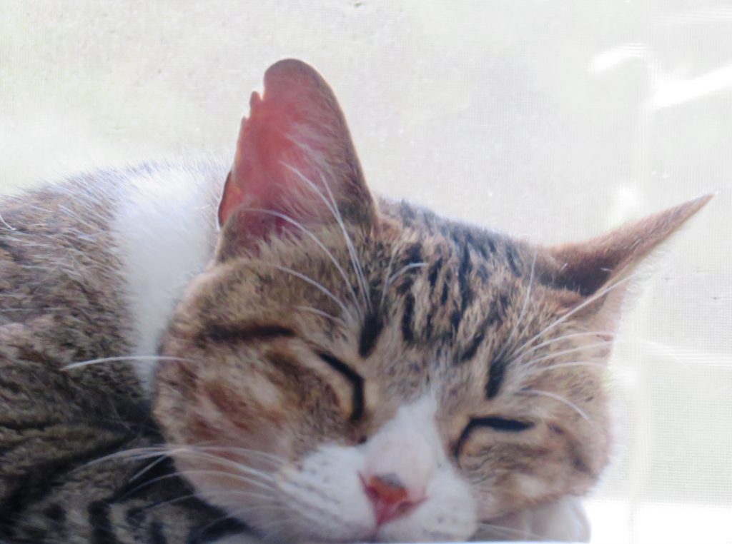 ねこ、風太 ゴロゴロ