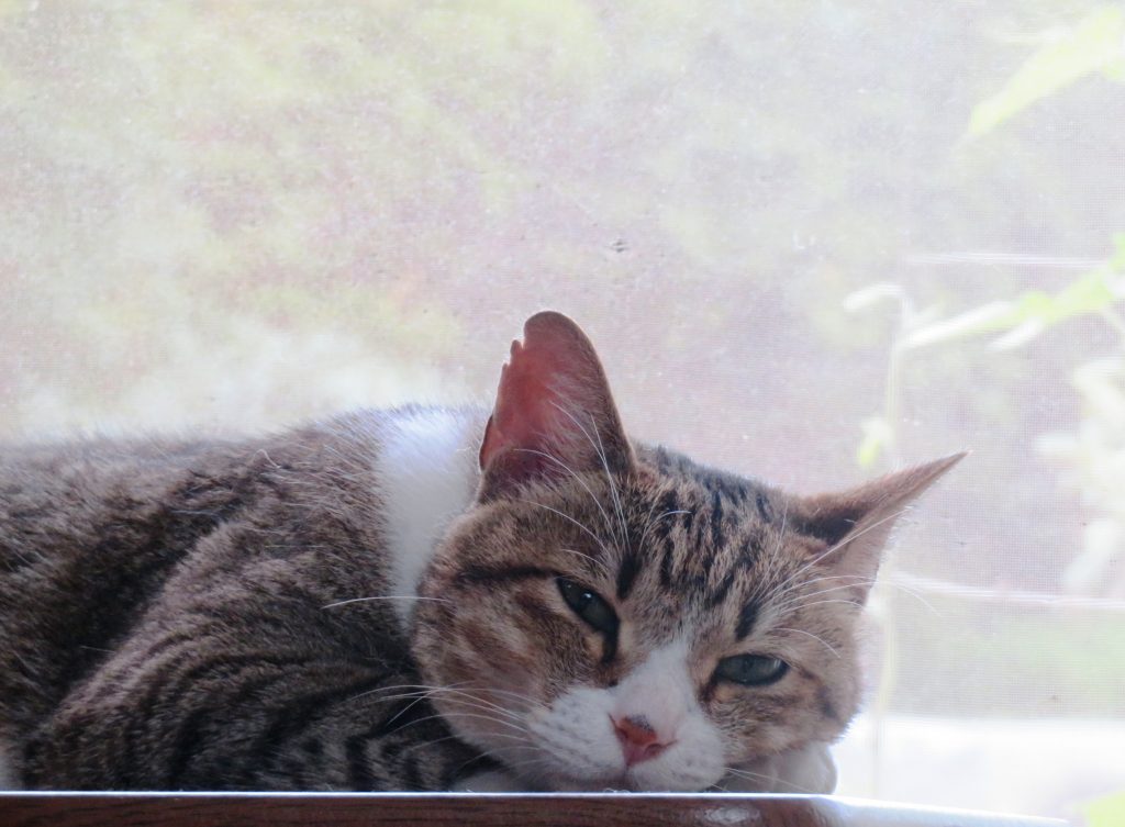 ねこ、風太 ゴロゴロ