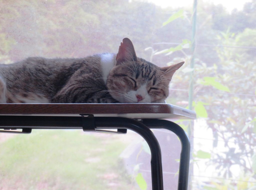 ねこ、風太 ゴロゴロ