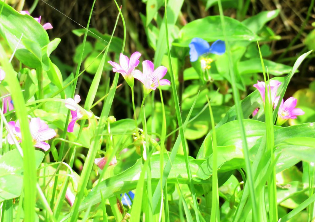 ムラサキカタバミとつゆ草