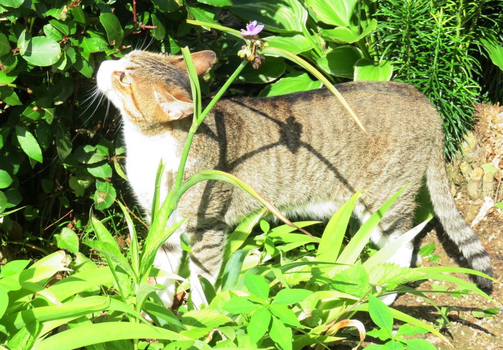 ねこ、風太 巡回