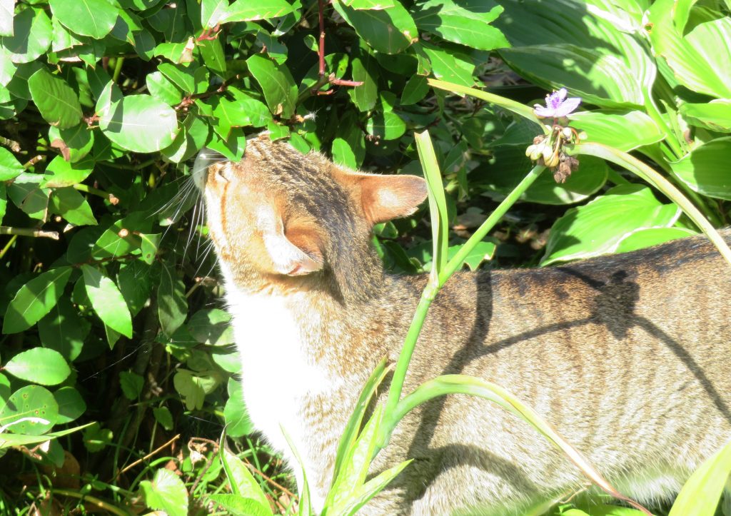 ねこ、風太 巡回