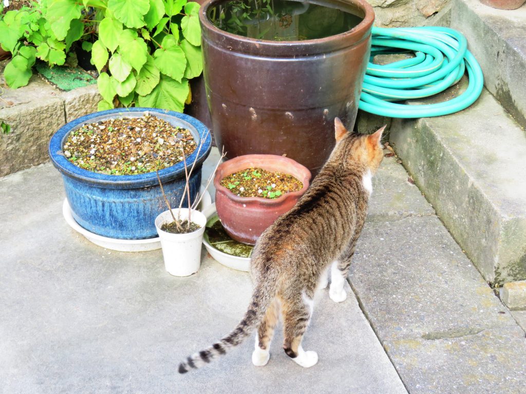ねこ、風太 水飲み