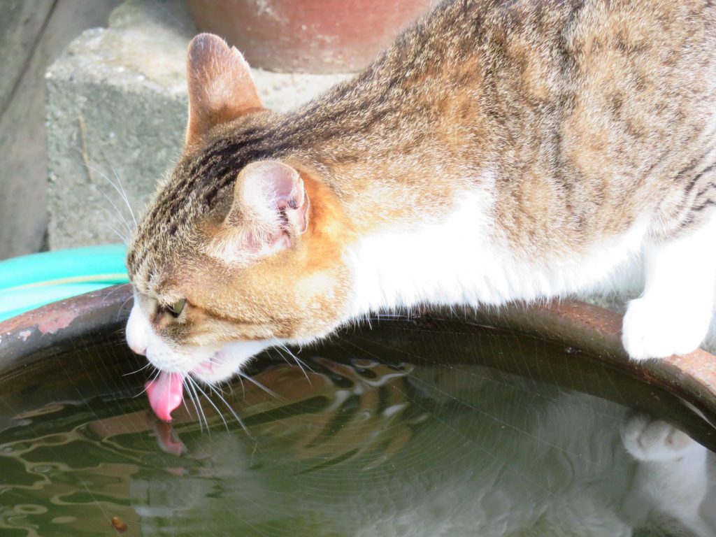 ねこ、風太 水飲み