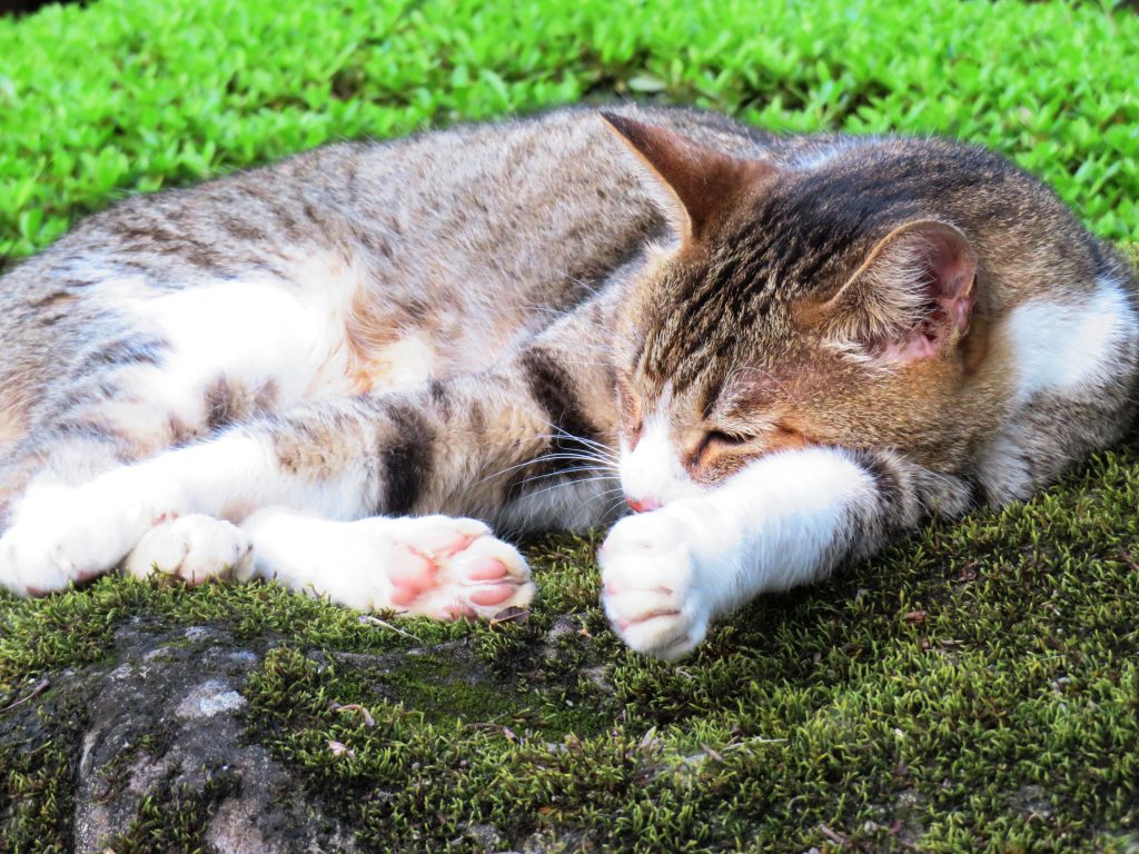 ねこ、風太 ゴロゴロ