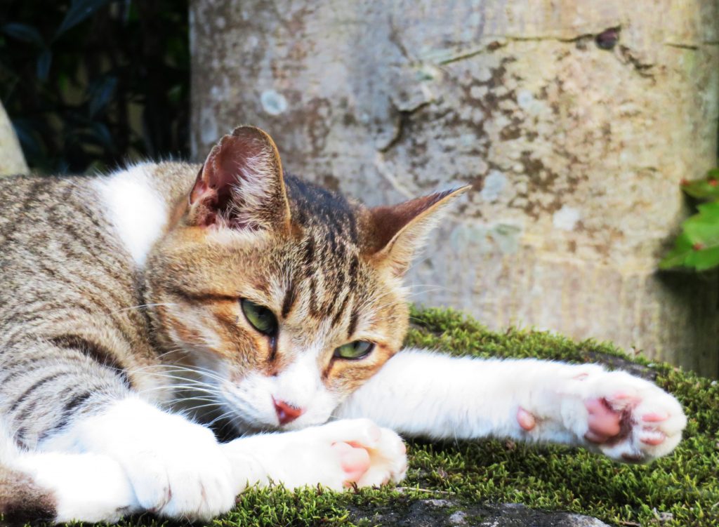 ねこ、風太 ゴロゴロ