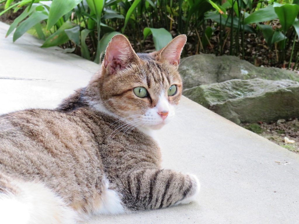 ねこ、風太 ゴロゴロ