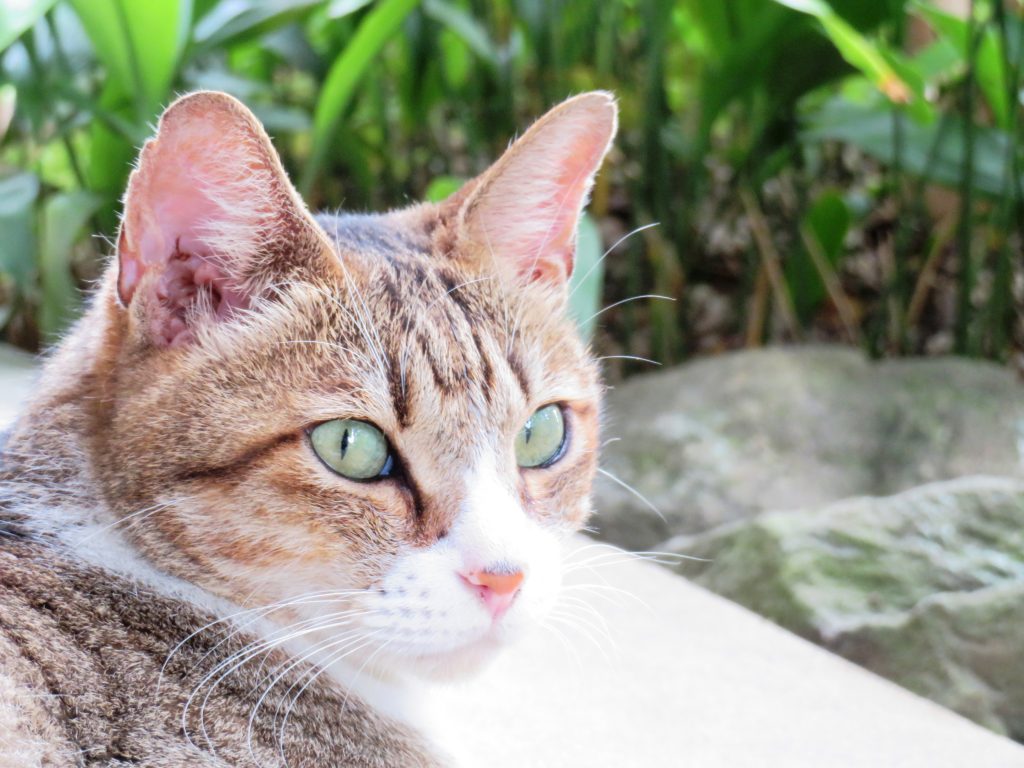 ねこ、風太 ゴロゴロ