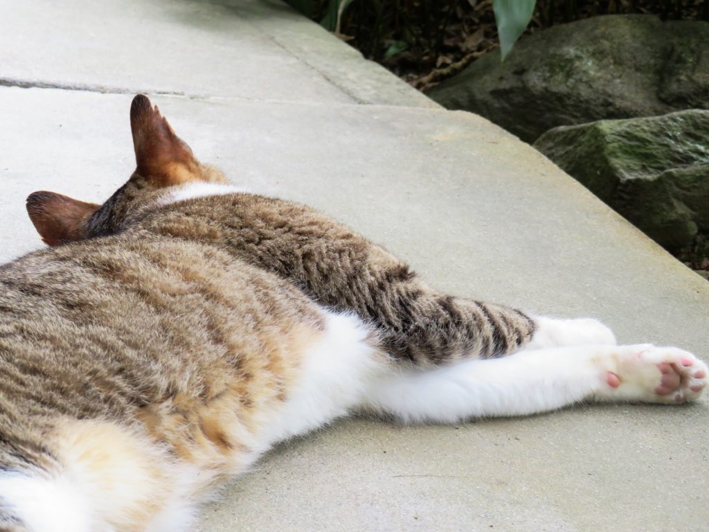 ねこ、風太 ゴロゴロ