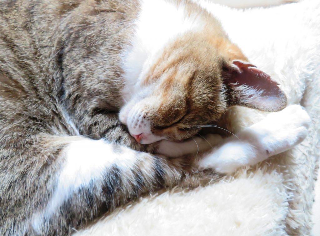ねこ、風太 寝る