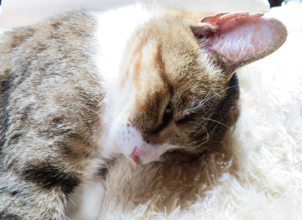 ねこ、風太 寝る