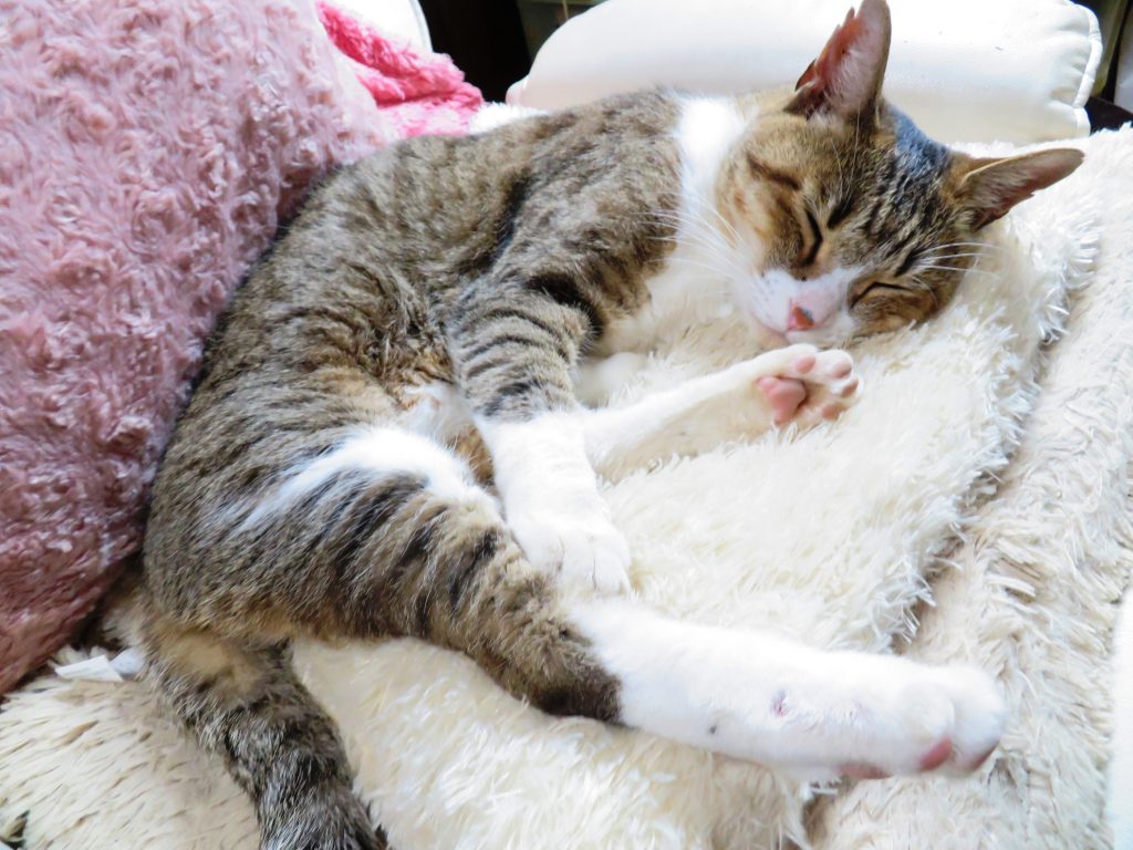 ねこ、風太 寝る