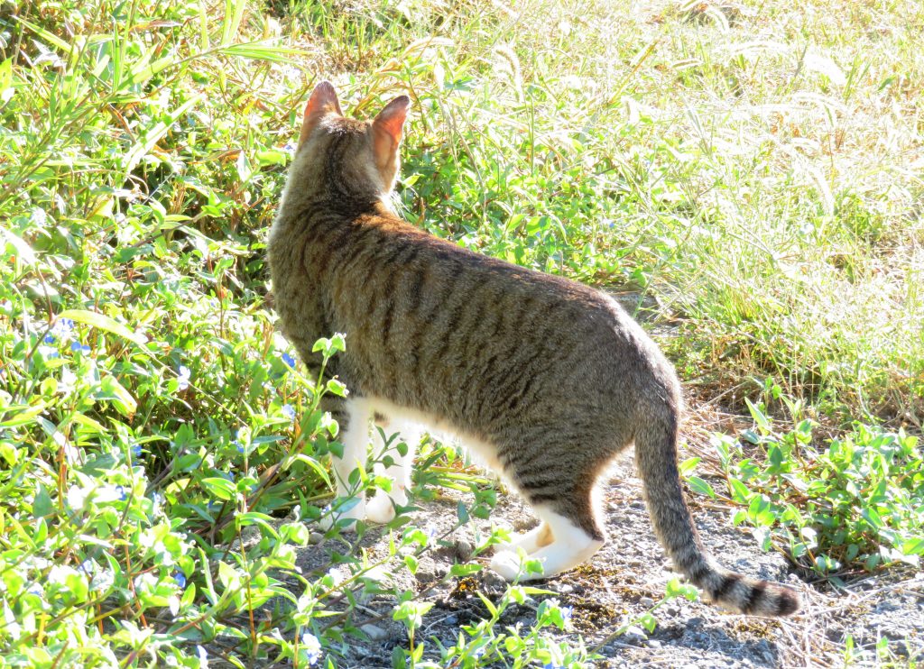 ねこ、風太 巡回