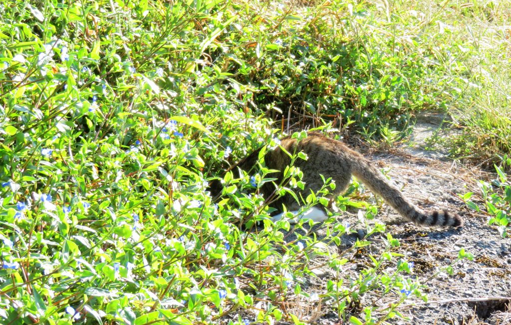 ねこ、風太 巡回