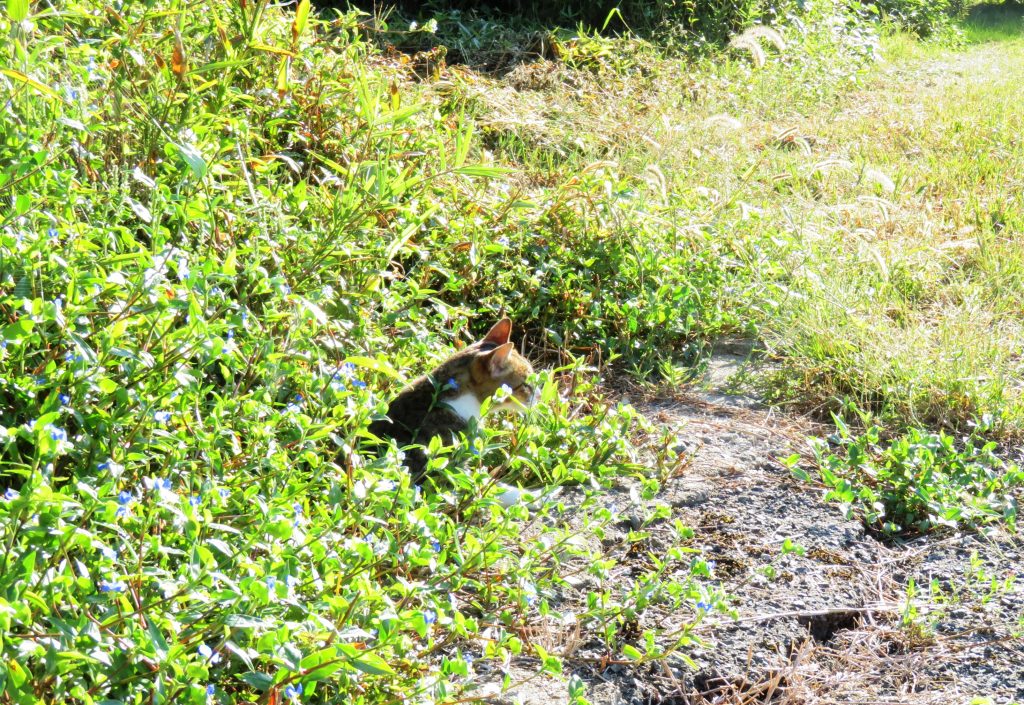 ねこ、風太 巡回