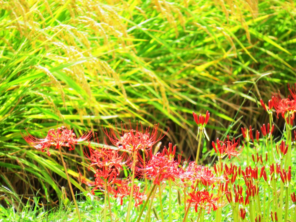 稲穂と曼殊沙華