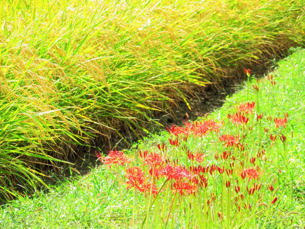 稲穂と曼殊沙華