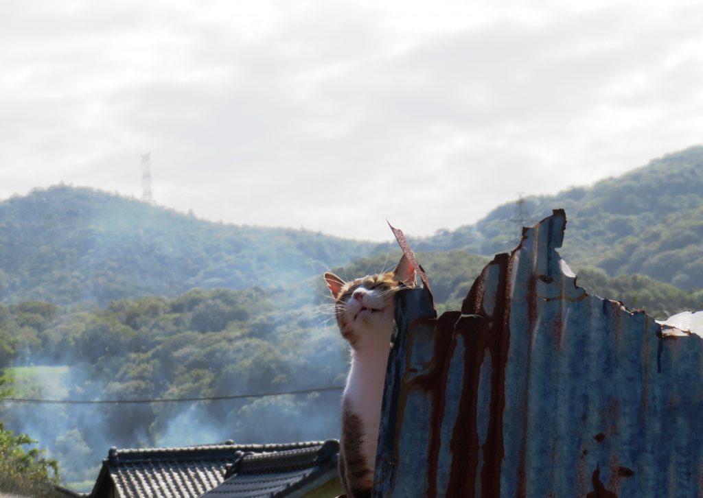 ねこ、風太 巡回