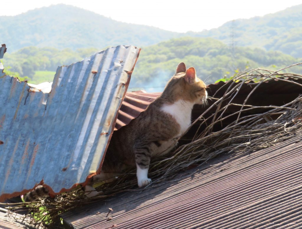 ねこ、風太 巡回
