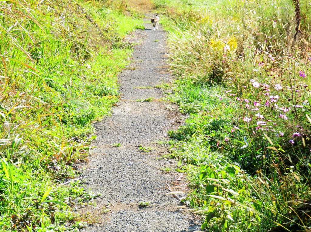 ねこ、風太 巡回