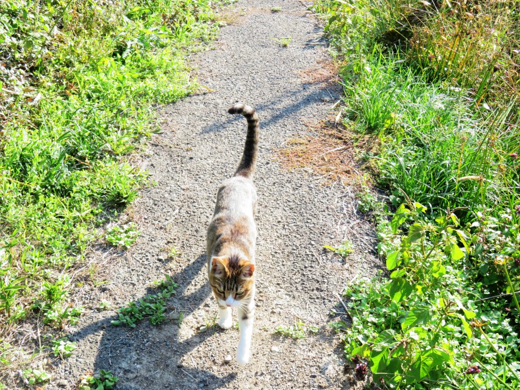 ねこ、風太 巡回