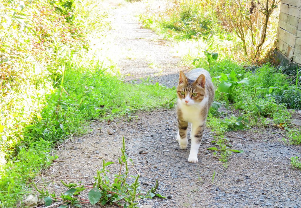 ねこ、風太 巡回