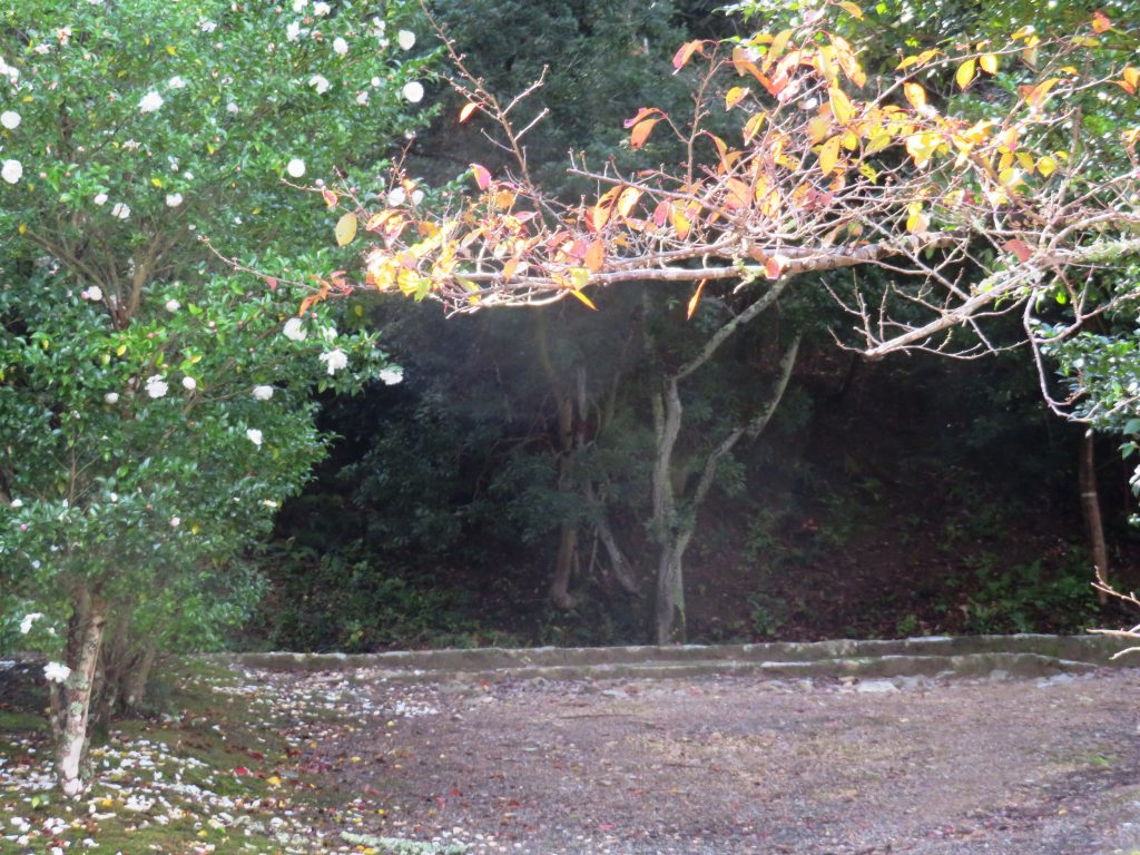 桜の紅葉と山茶花