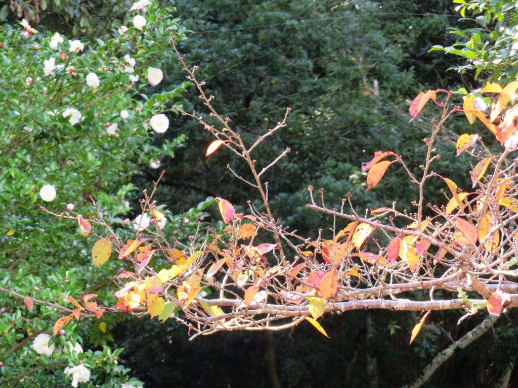 桜の紅葉と山茶花