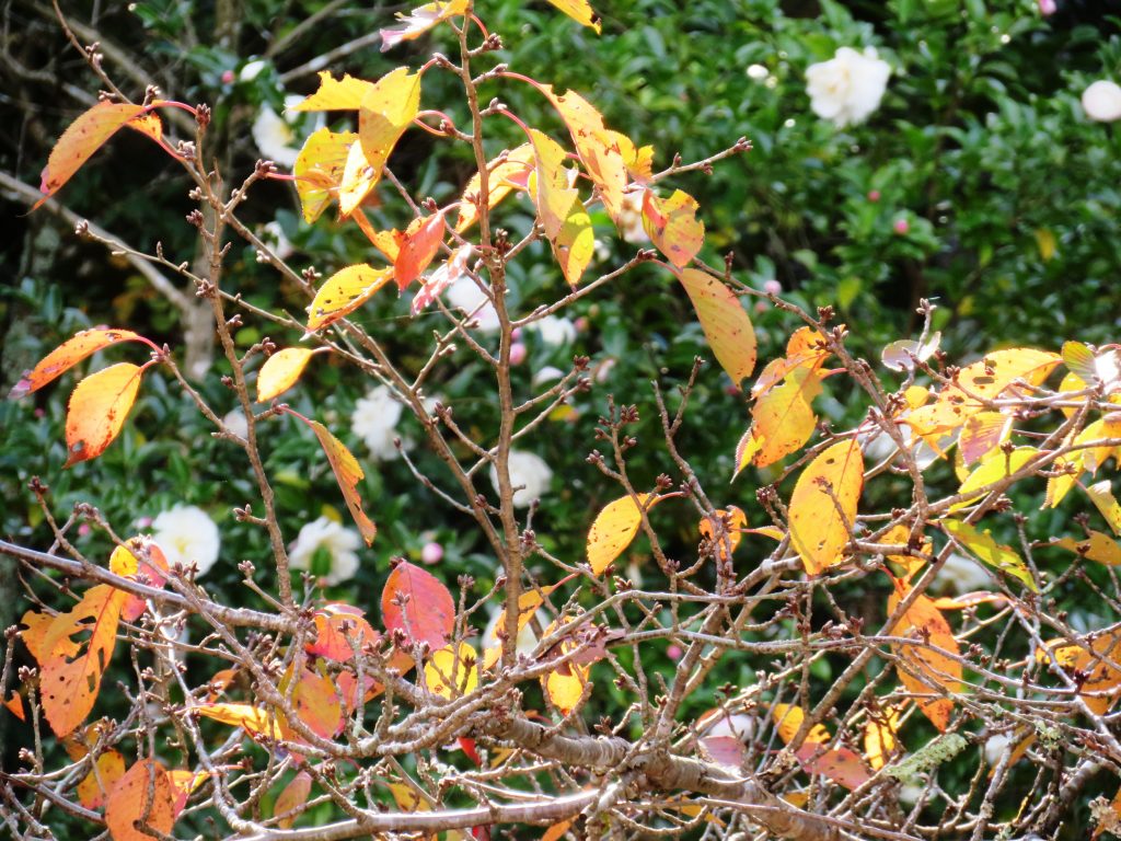 桜の紅葉と山茶花