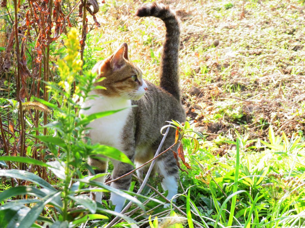 ねこ、風太 巡回